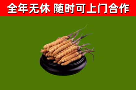 鄂州市回收散虫草